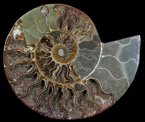 Cut Ammonite Fossil (Half) - Agatized #54347